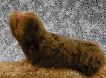 Image: A blind mole rat shown on the background of dying necrotic blind mole rat tissue culture cells (Photo courtesy of University of Rochester).
